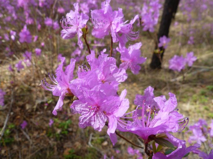 Багульник