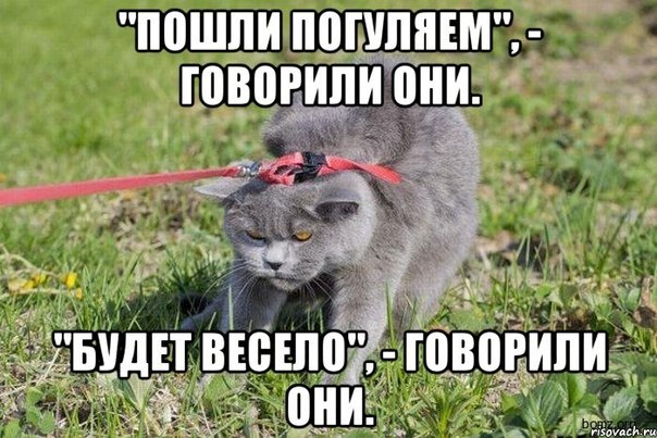 Прогулка с котами