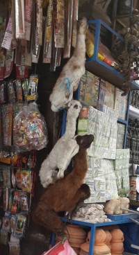 мумия нерожденного альпаки