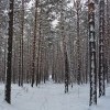 Прогулка по лесопарку "Родник"