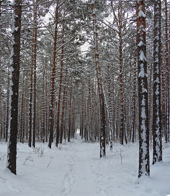 Прогулка по лесопарку "Родник"