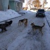 Бродячие собаки Ангарска Бродячие собаки Ангарска