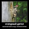 Сосед Сосед