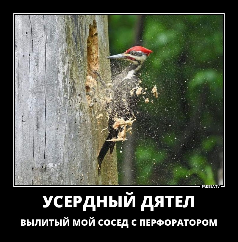 Сосед