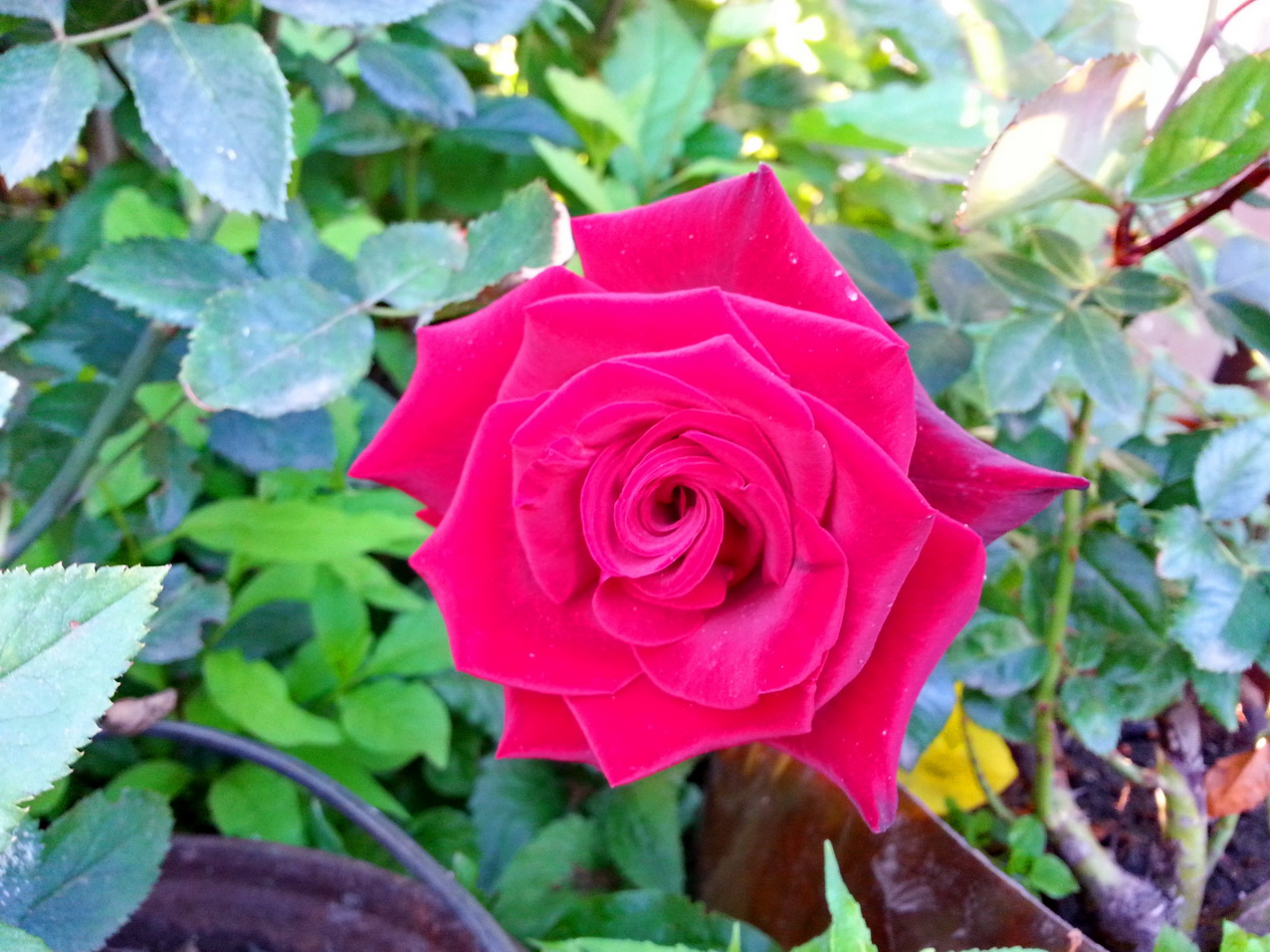 вчерашняя роза)))))