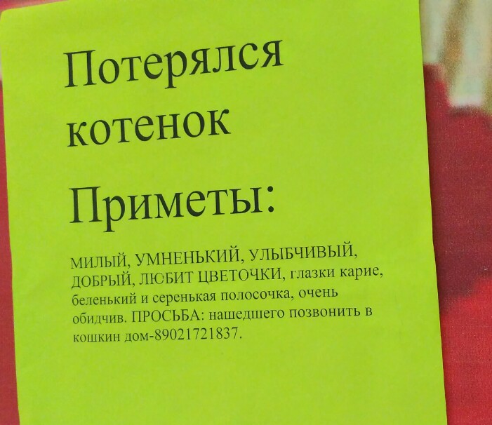 А это точно котенок?