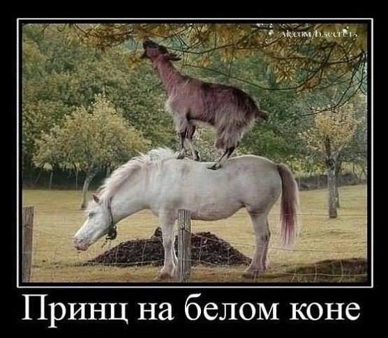 10178011 647040888685072 7426707975621121996 n