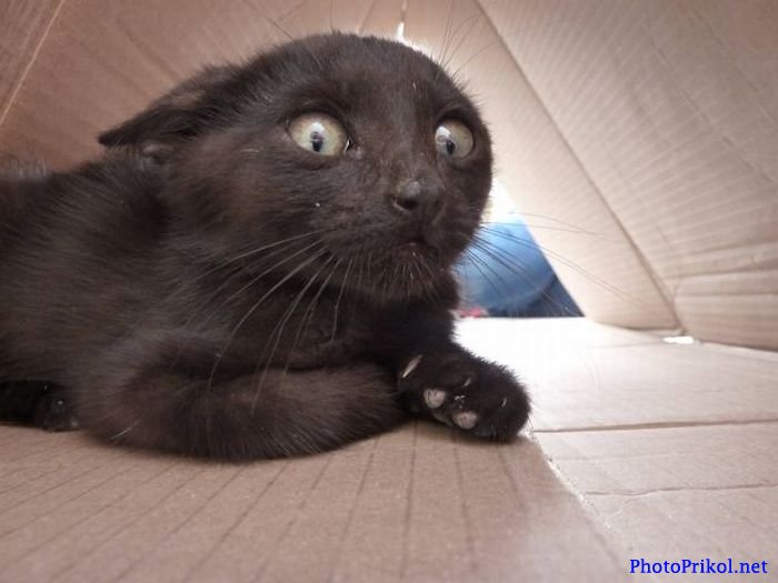 Кому там тему кОтЭ