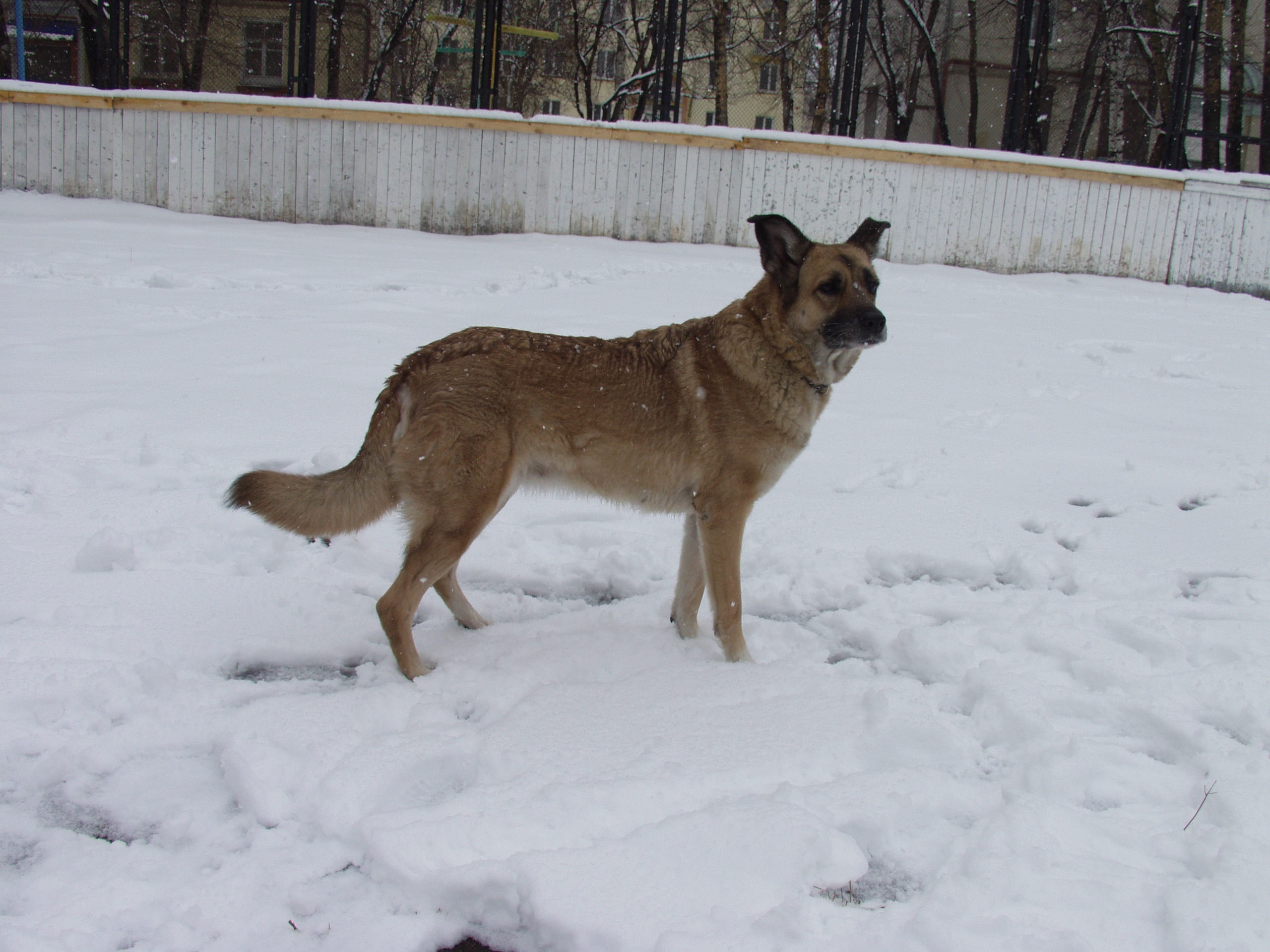 Самый милый будильник