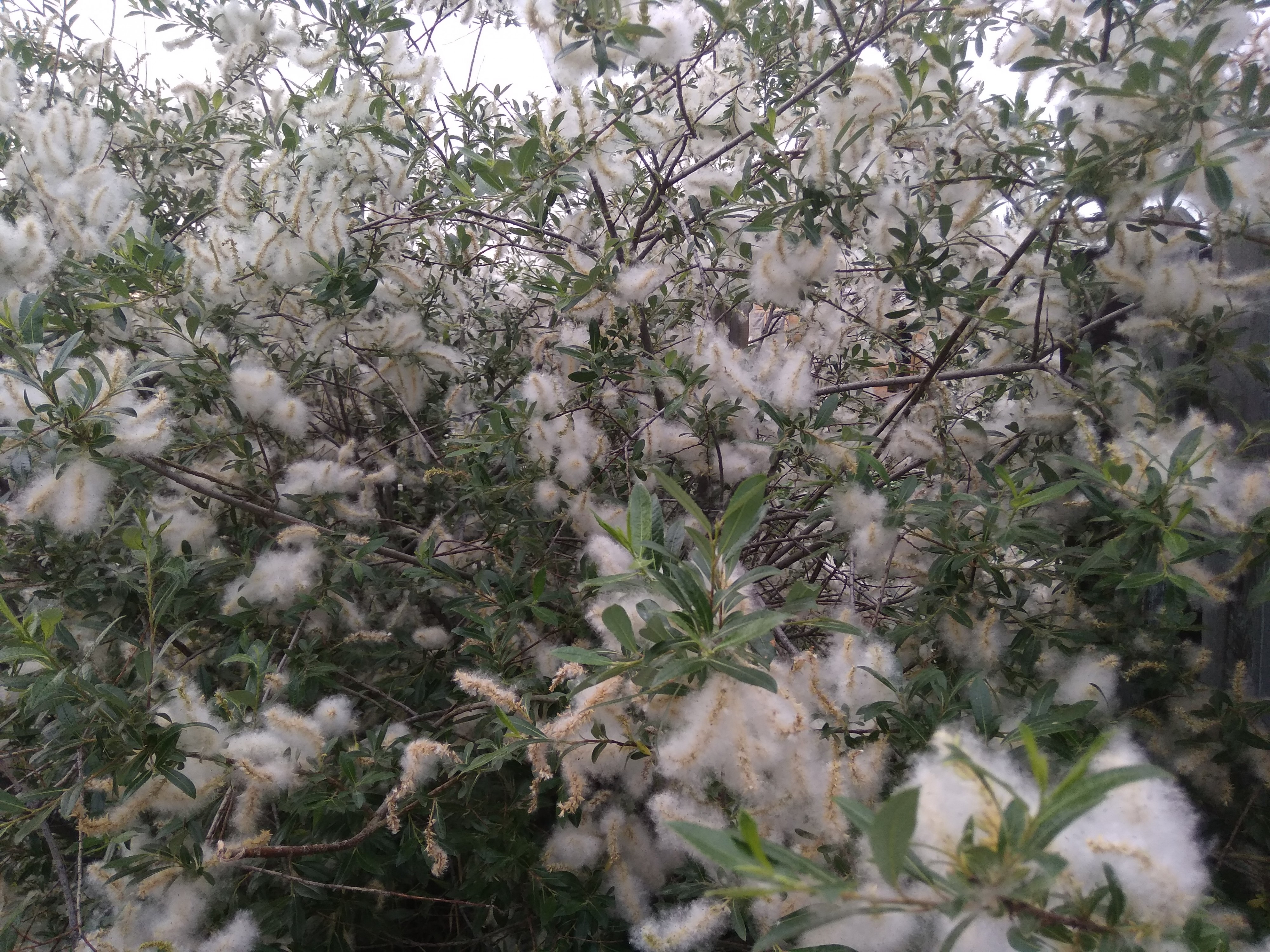 Ватное дерево