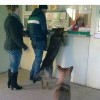 "усы, лапы и хвост, вот мои документы"..