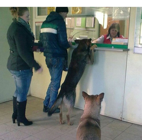 "усы, лапы и хвост, вот мои документы"..