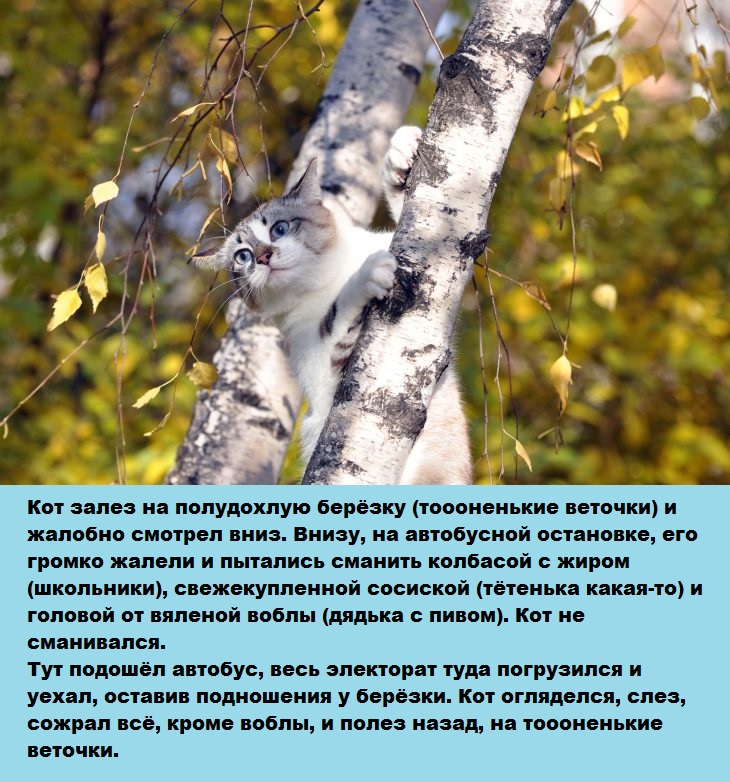 Котэ