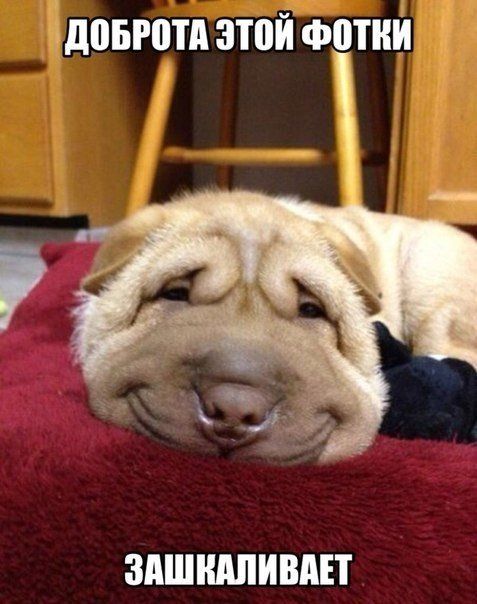 Доброта фотки зашкаливает