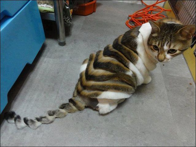 Бедный котэ