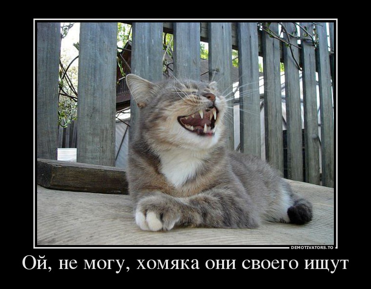 5293291 oj-ne-mogu-homyaka-oni-svoego-ischut