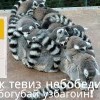 погубай узбагоин))))))