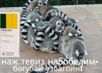 погубай узбагоин))))))