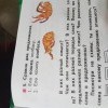 Задание ребенку второй класс....колбаса пожирает кошку..
