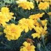IMG 0964 IMG 0964