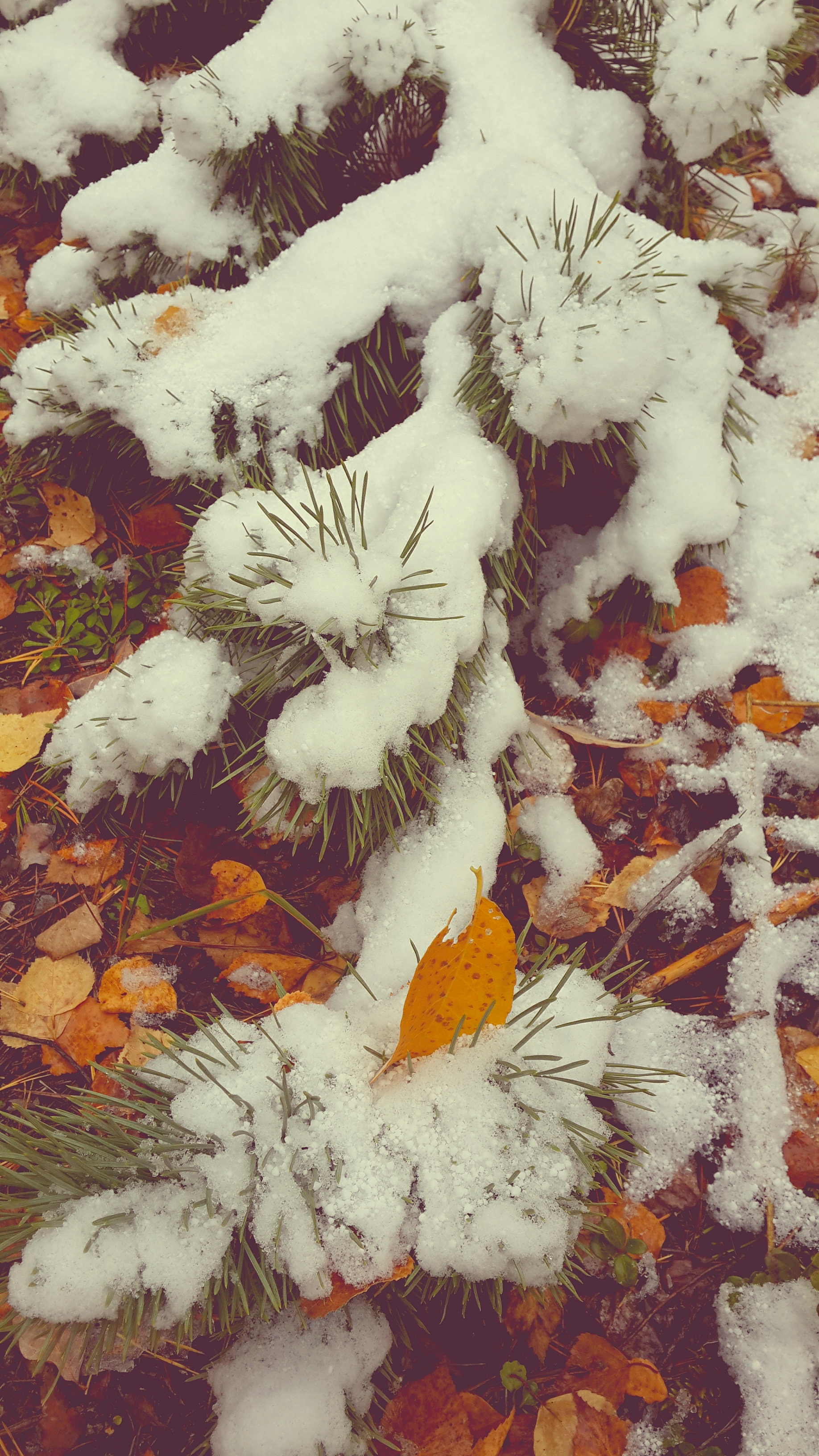 снежно-осеннее