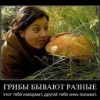 Грибы бывают разные