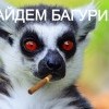 байдем багурим)))) байдем багурим))))