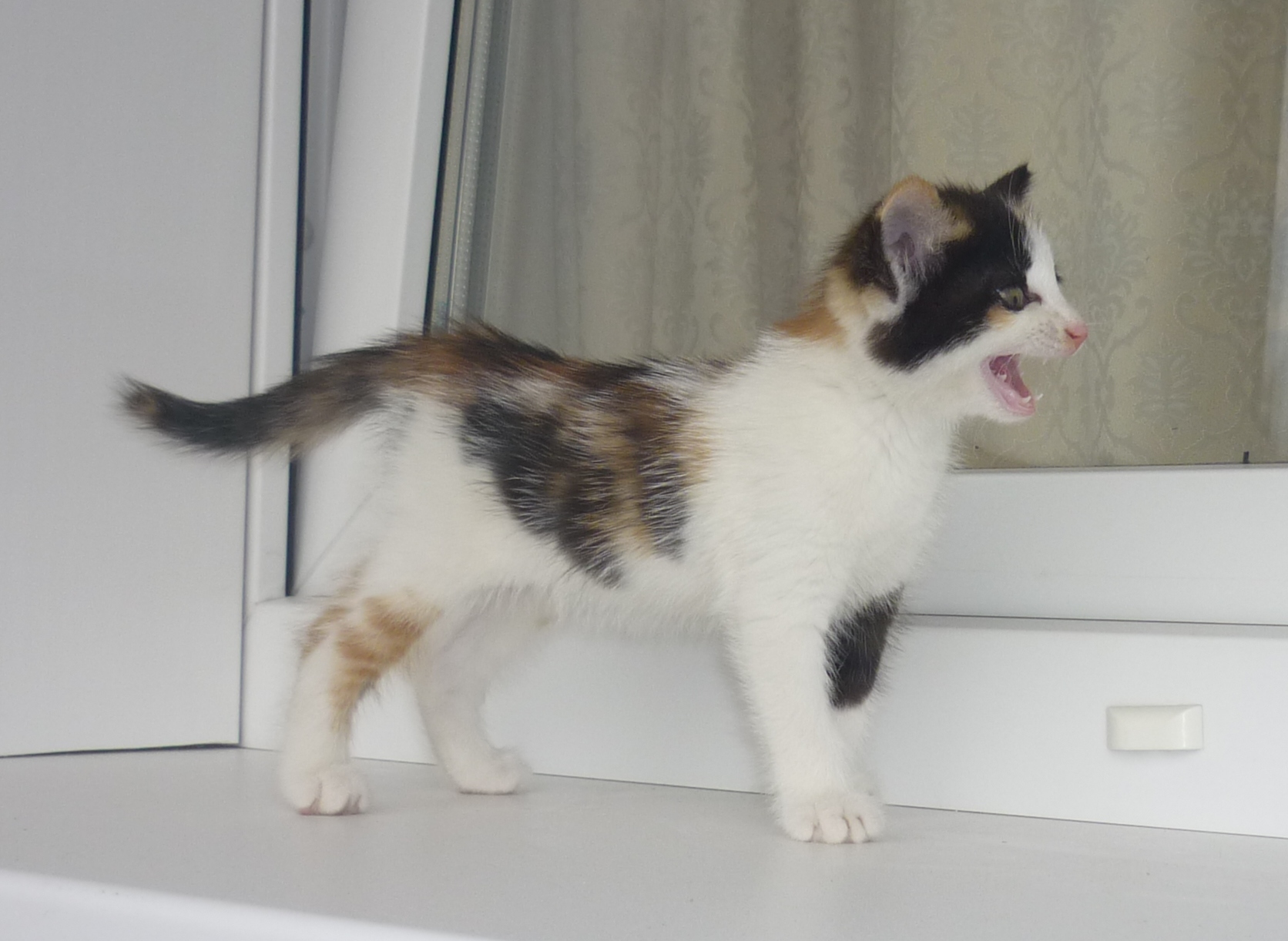 Моя хищница Моя хищница