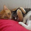 Вместе мы одно целое** Вместе мы одно целое**