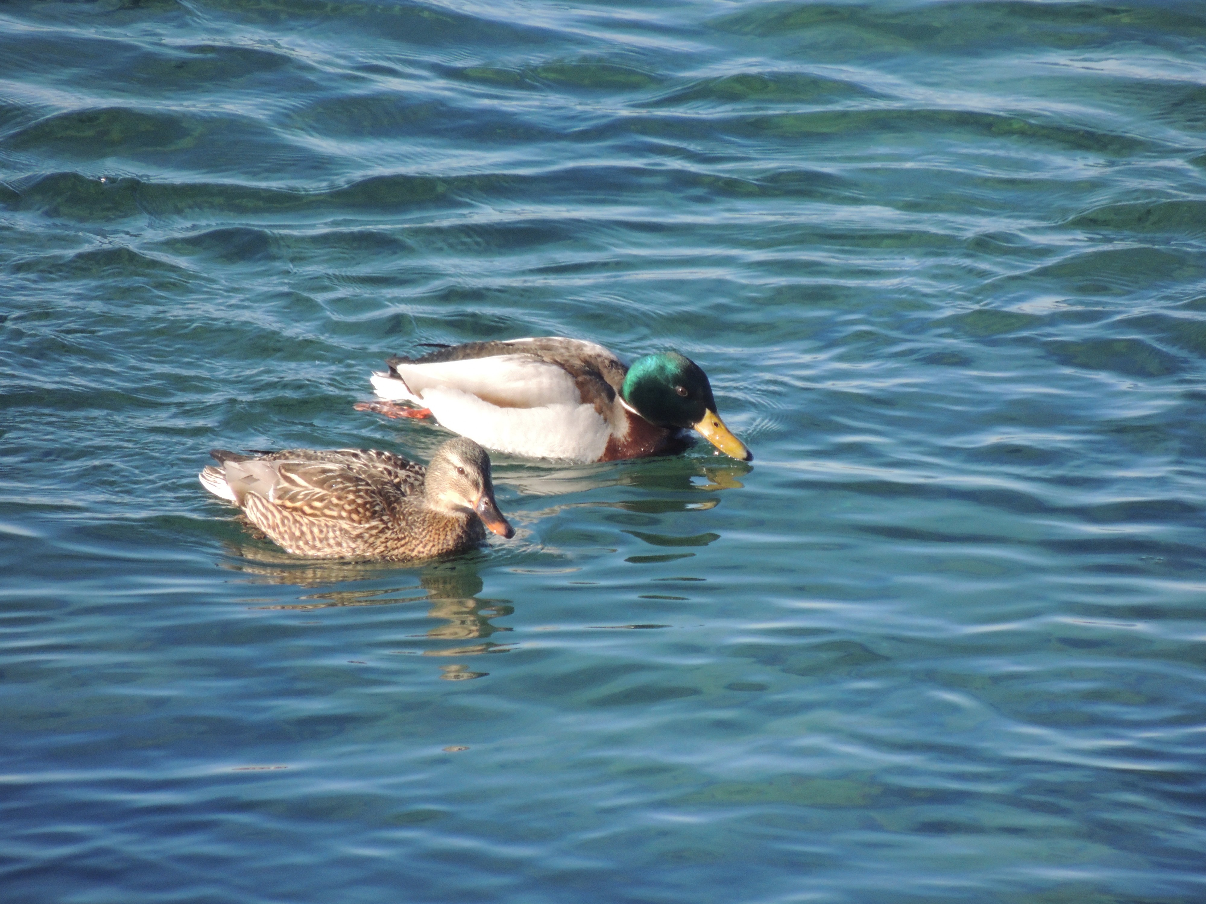 Утки иркутские