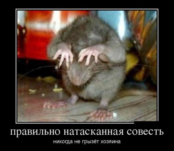 Правильно натасканная совесть