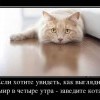 Заведите кота