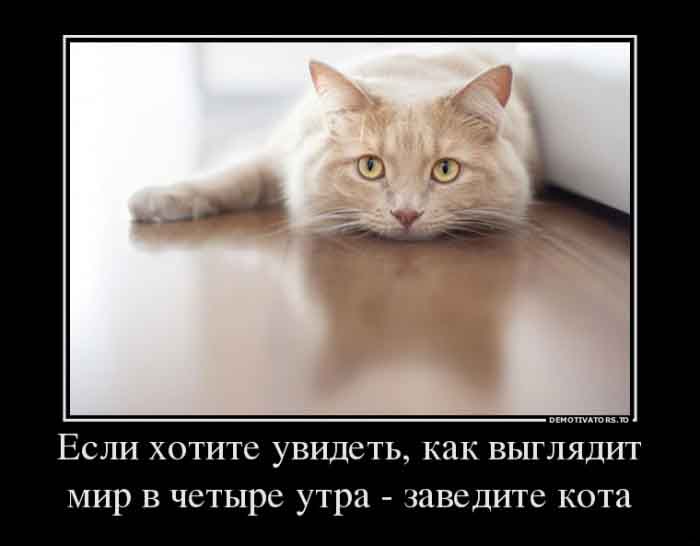 Заведите кота