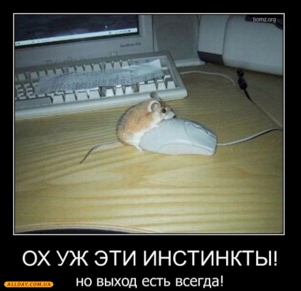 Вот мышка дак мышка!!! Учудила!