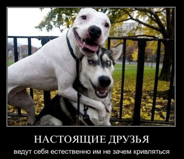 Настоящие друзья