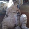 Котэ