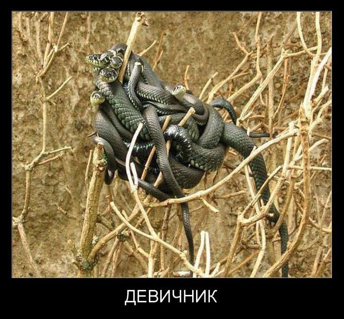 Девичник