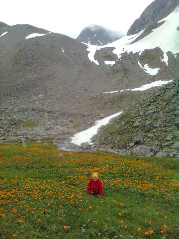 мои любимые цветочки - огненно-яркие жарки