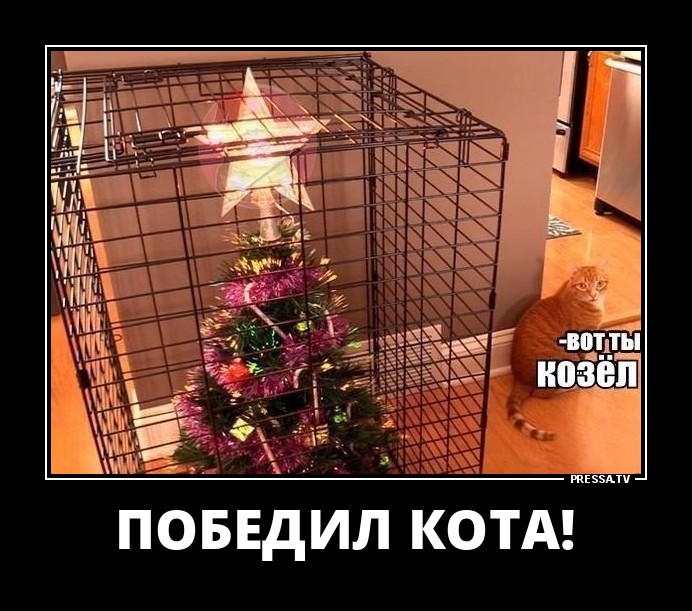 Победил кота