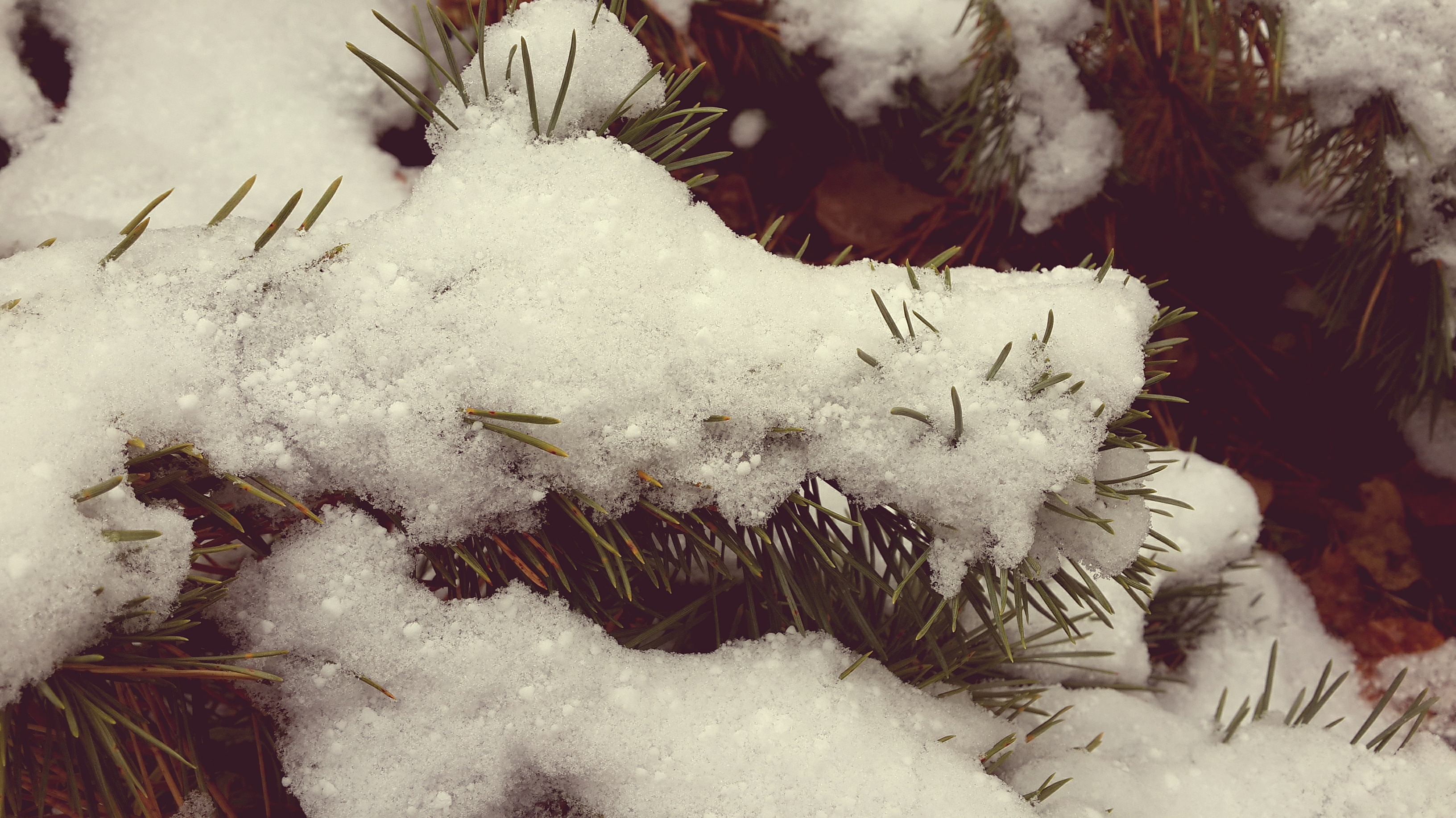 кошачьи лапки