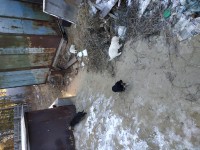Щенки