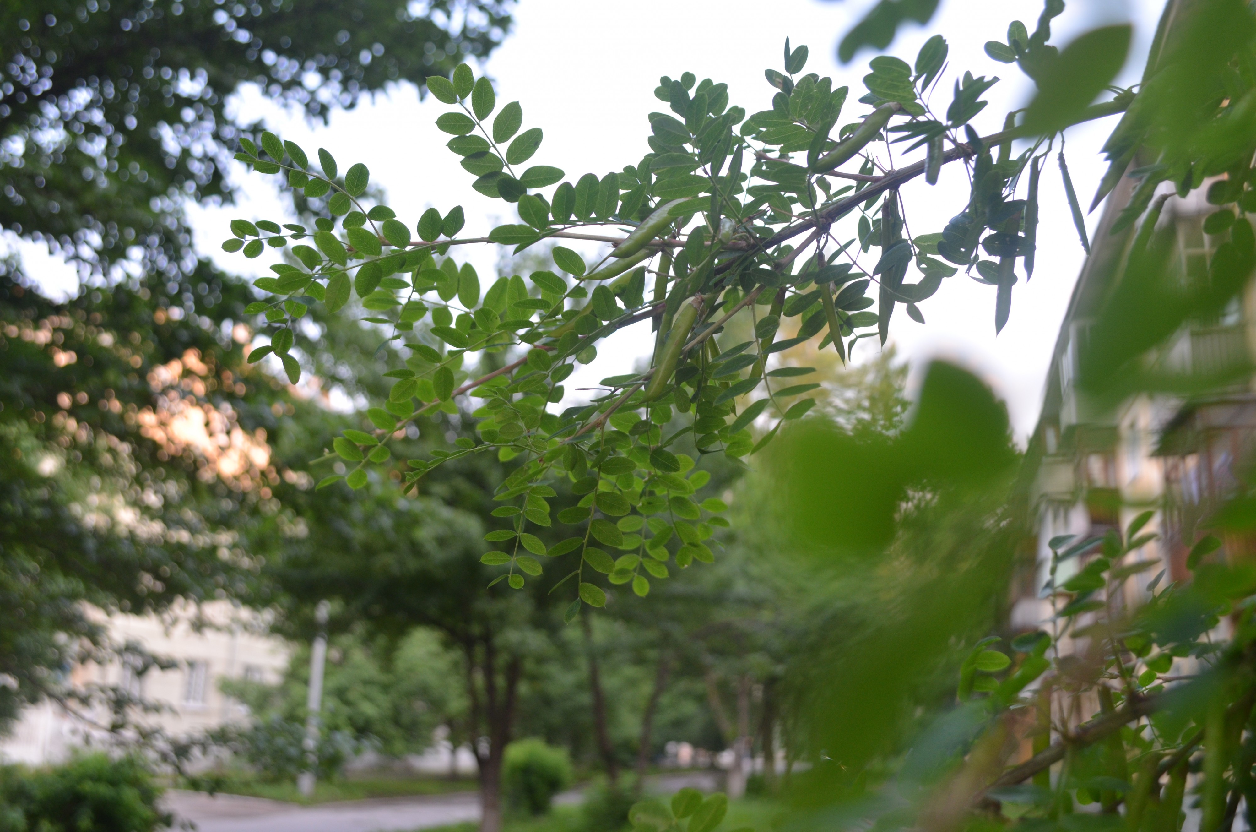 Квартал, июнь