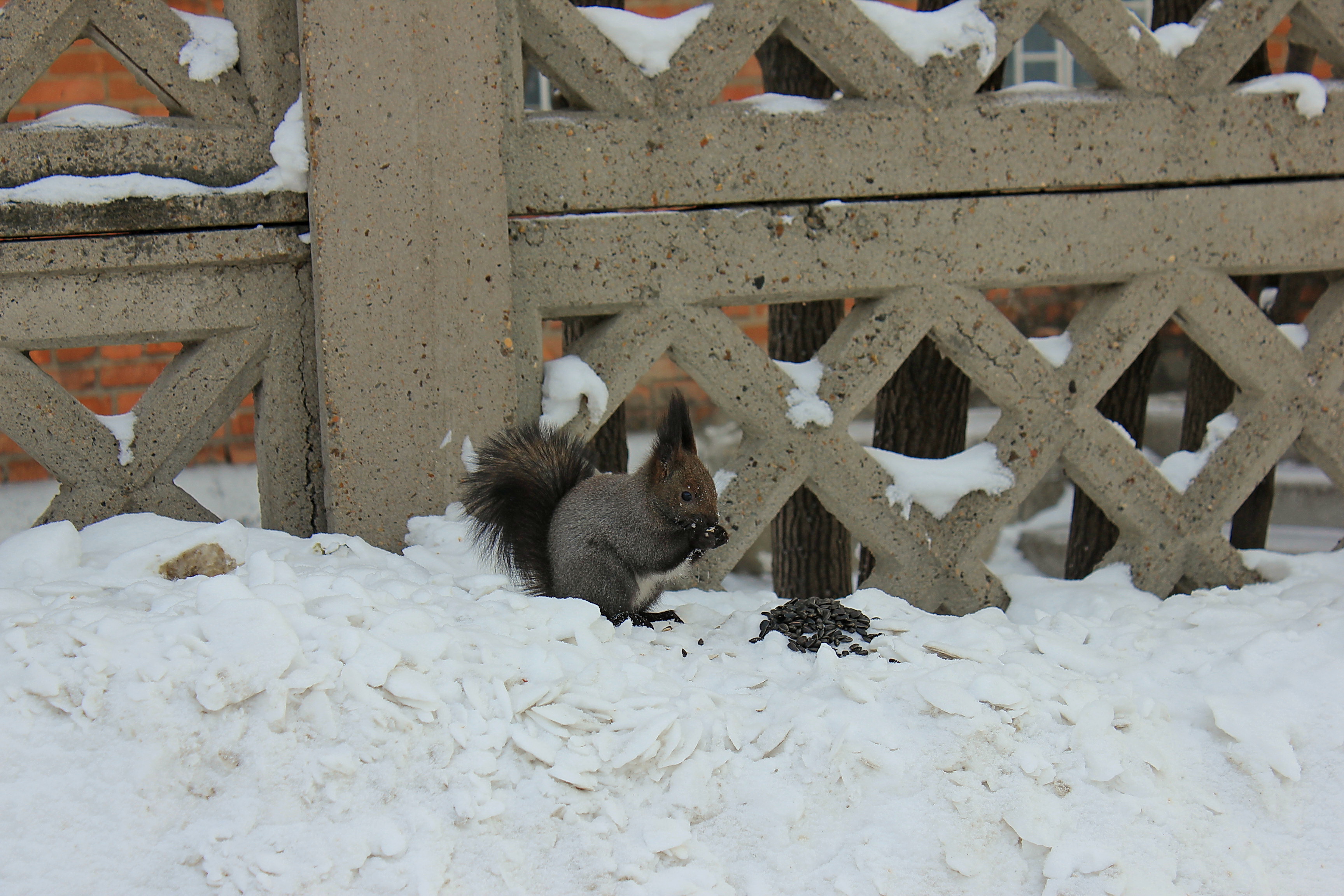Белка песенки поёт да орешки всё грызет