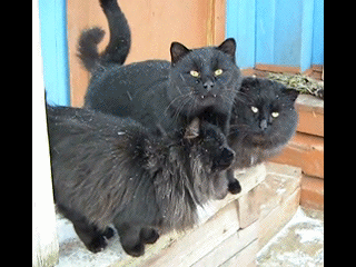 998ed7d25ae572cb7916b012ae6