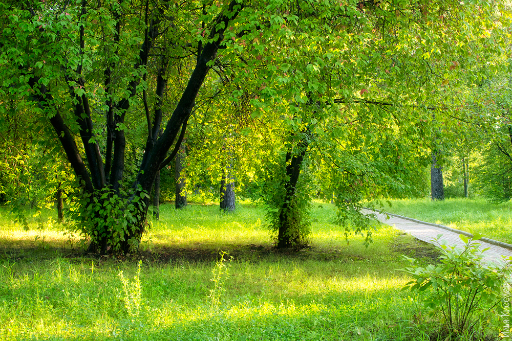 Парк после дождя