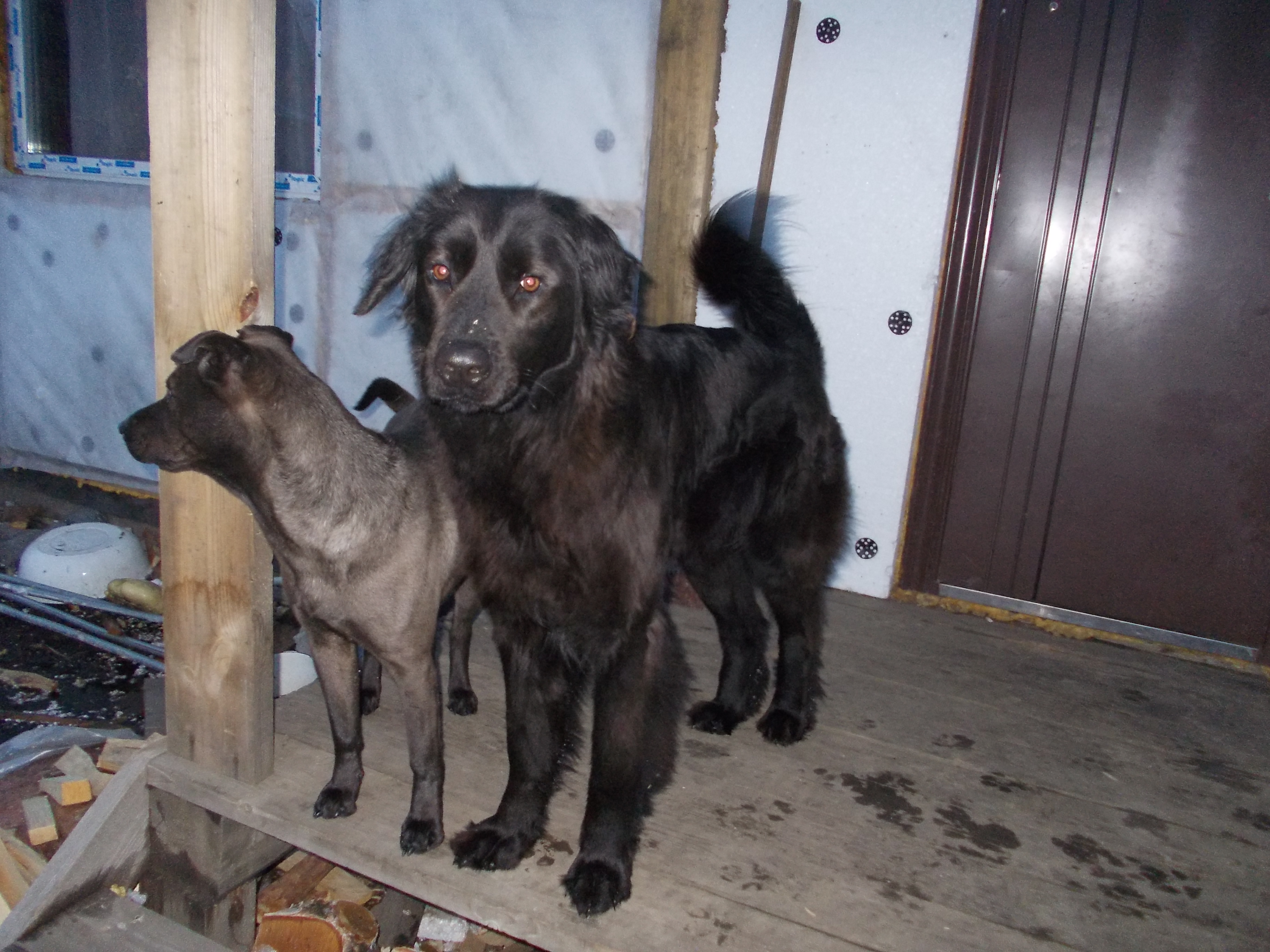 дефки на крылечке