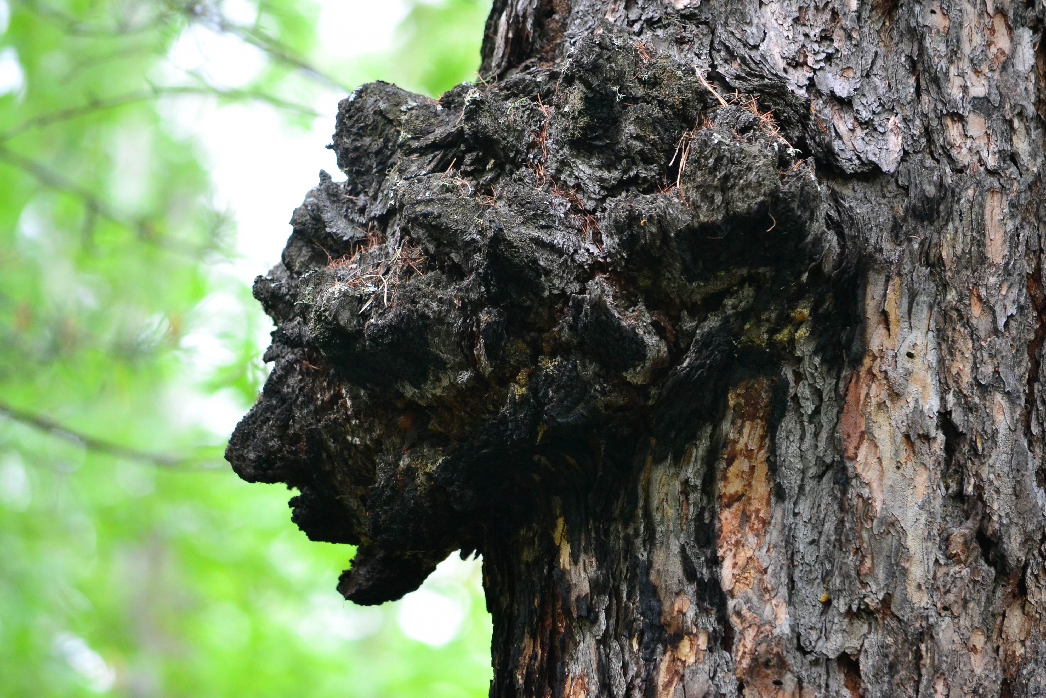 Мефистофель