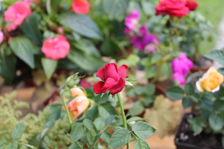 28 июля 2012 года. Ангарск. Площадь Ленина. Ярмарка «Цветы»