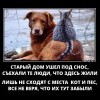 Кот и пёс