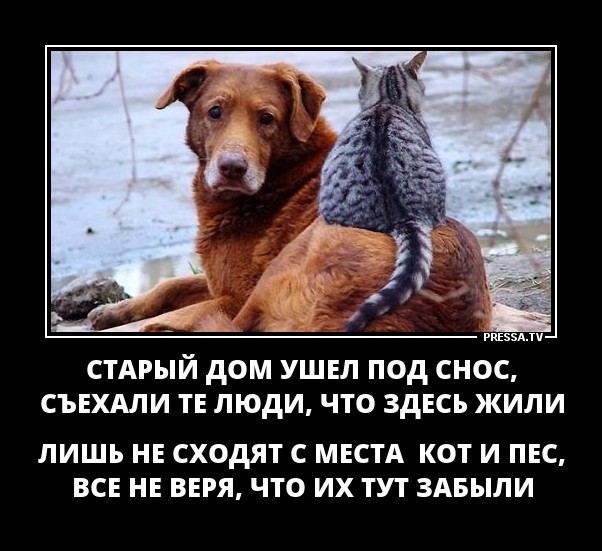 Кот и пёс